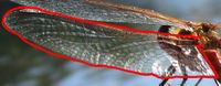 dragonfly-wing shape &amp; structure1